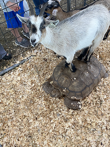 A Trip to Allen County Fair 2024 - 9